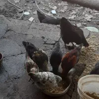 جوجه مرغ محلی