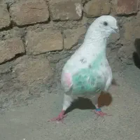 کبوتر