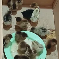 جوجه محلی وگلین وگوشتی