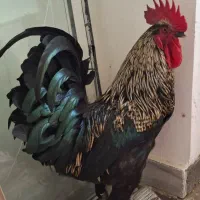 خروس