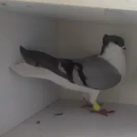 کفتر