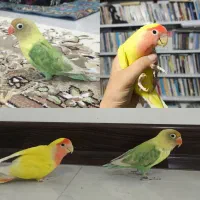 دو عدد طوطی کوتوله برزیلی نر و ماده(ماده تخم گذار)