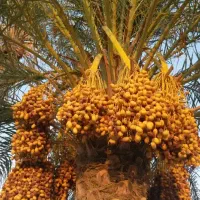 تفشیگ خرما