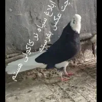 شازده سبز یا سیاه