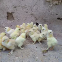 جوجه مرغ زینتی برهما در۳رنگ