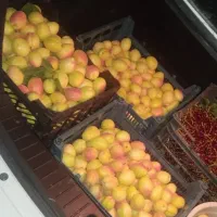 زردالو پری بهدان
