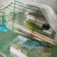 مرغ عشق عروس هلندی