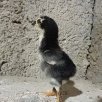 جوجه اوشامو/اوشامو/جوجه