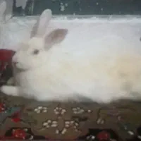 خرگوش ناز چشم قرمز