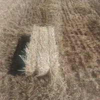 بسته کلش تعداد بالا