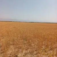 کود اوره