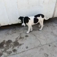 سگ نژاد دار