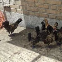 انواع مرغ و خروس مینیاتوری