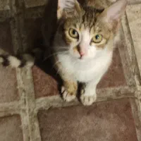 بچه گربه ناز و خوشکل