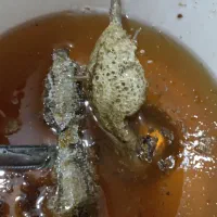 عسل وحشی