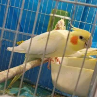 یک جفت عروس هلندی مولد درشت