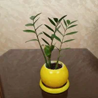 گل با گلدون برای آپارتمان
