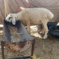 6عدد میش آبس 3ماه هست فروشی