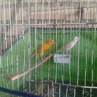 سهره خاکی قناری فروشی