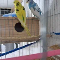مرغ عشق