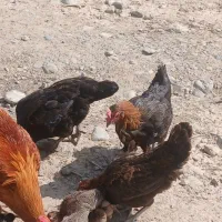 مرغ و خروس