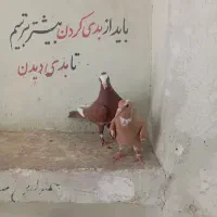 گلی پلنگ دمسیا