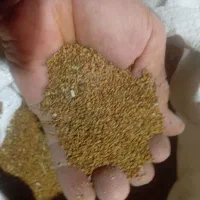 فروش حدود50کیلوتخم یونجه