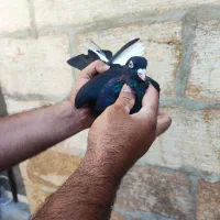 قره سیاه نر