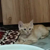 واگذاری