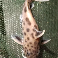 کت فیش پتریکولا