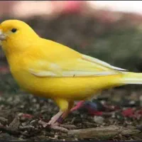 راهنمایی میکنم در مورد پرنده