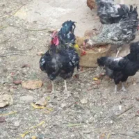 خروس جوان