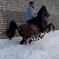 مادیان