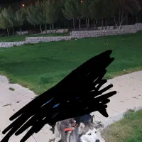 سگ هاسکی|سگ|دیواندره, |دیوار