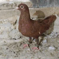 کفتر سرخ کرمونی