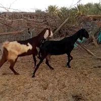 دوعدد بز شیری جوان سرحال روزی یکیلونیم شیر