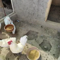مروغ و خروس چهل تاج