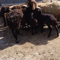 سه میش و بره شیری