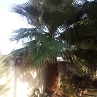 درخت پالم واشنگتن