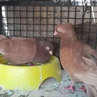گلوپ تافته