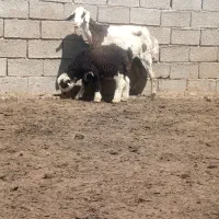 میش بره دار