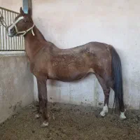 مادیان ۶ دنگ با کره ماده درجه یک
