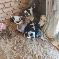 توله سرابی