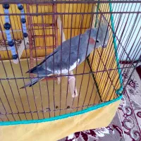 عروس هلندی ماده