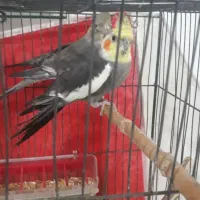 عروس هلندی