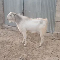 تکه