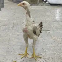 جوجه لاری نژاد افغان و اوشامو اصیل