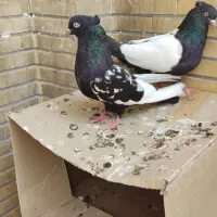 سینه سیاه وطوقی عروسک