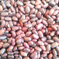 حبوبات،لوبیاریز،لوبیا قرمز،نخود ،عدس|خوردنی و آشامیدنی|داراب, |دیوار