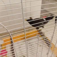 مرغ مینا نر 8 ماهه 750تومن